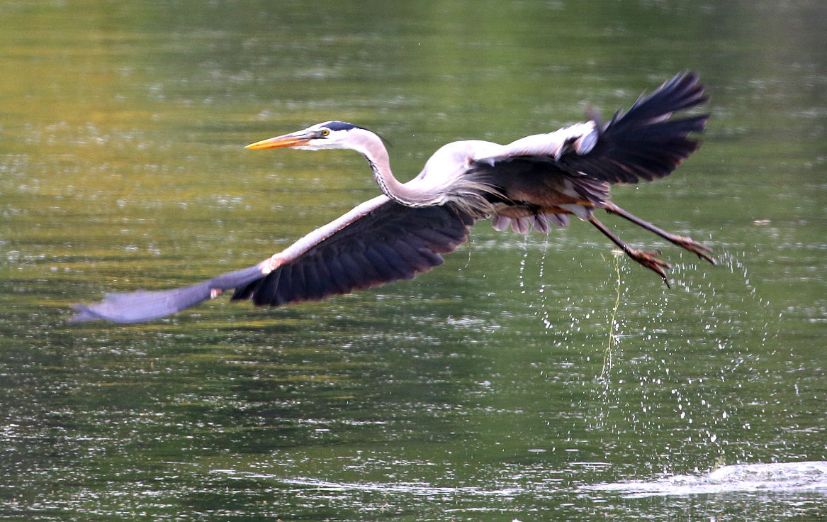 Wildlife in the La Crosse River marsh